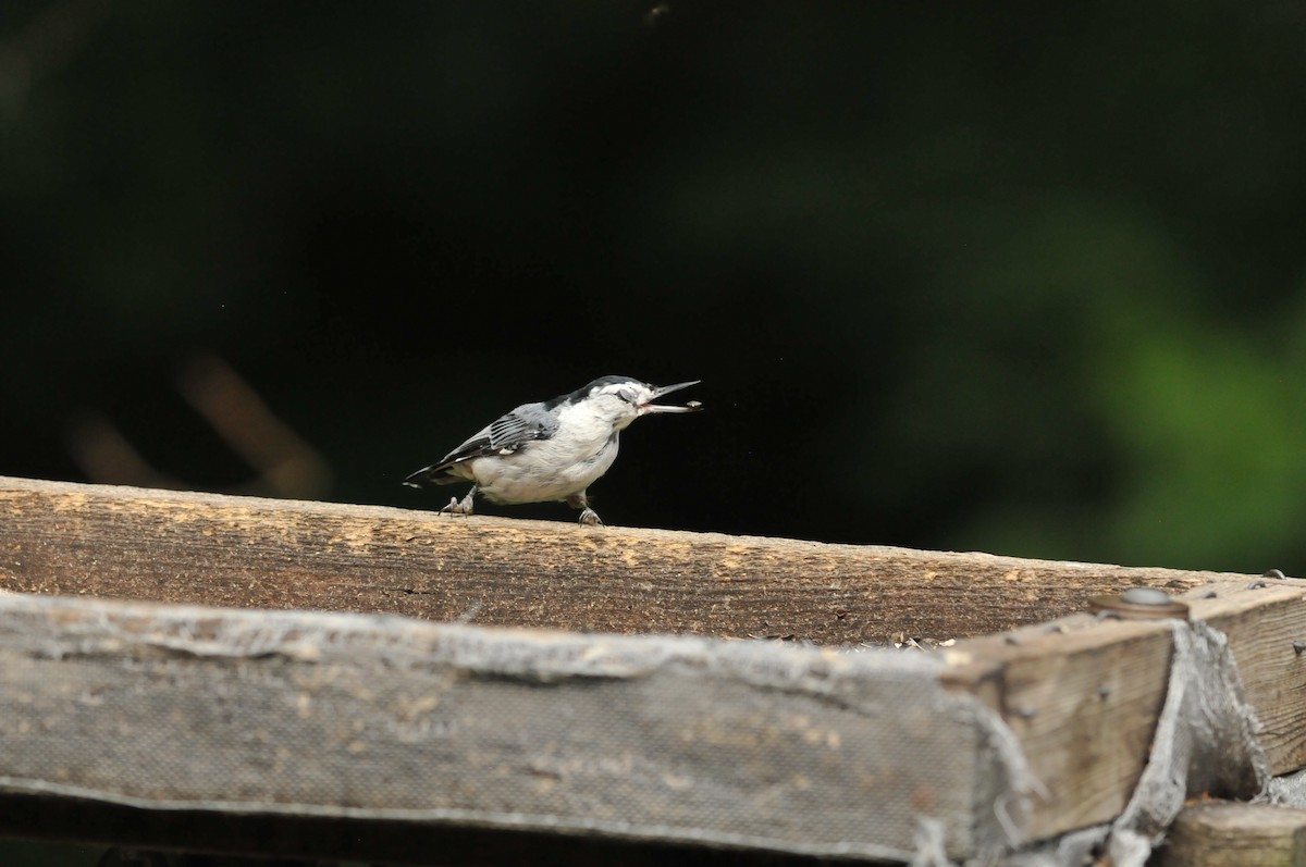 White-breasted Nuthatch - ML621099650