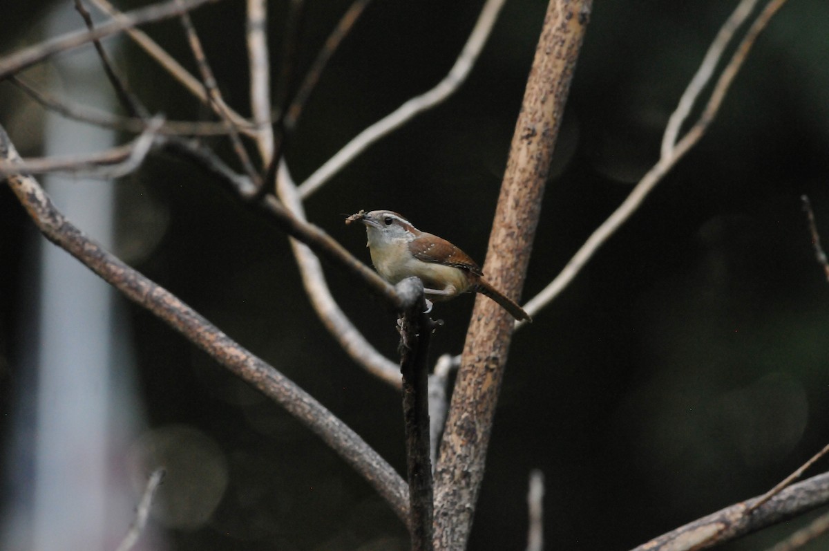 Carolina Wren - ML621099653