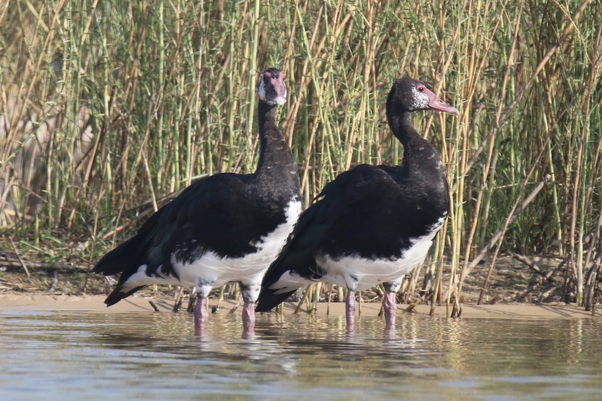 Spur-winged Goose - ML621099664