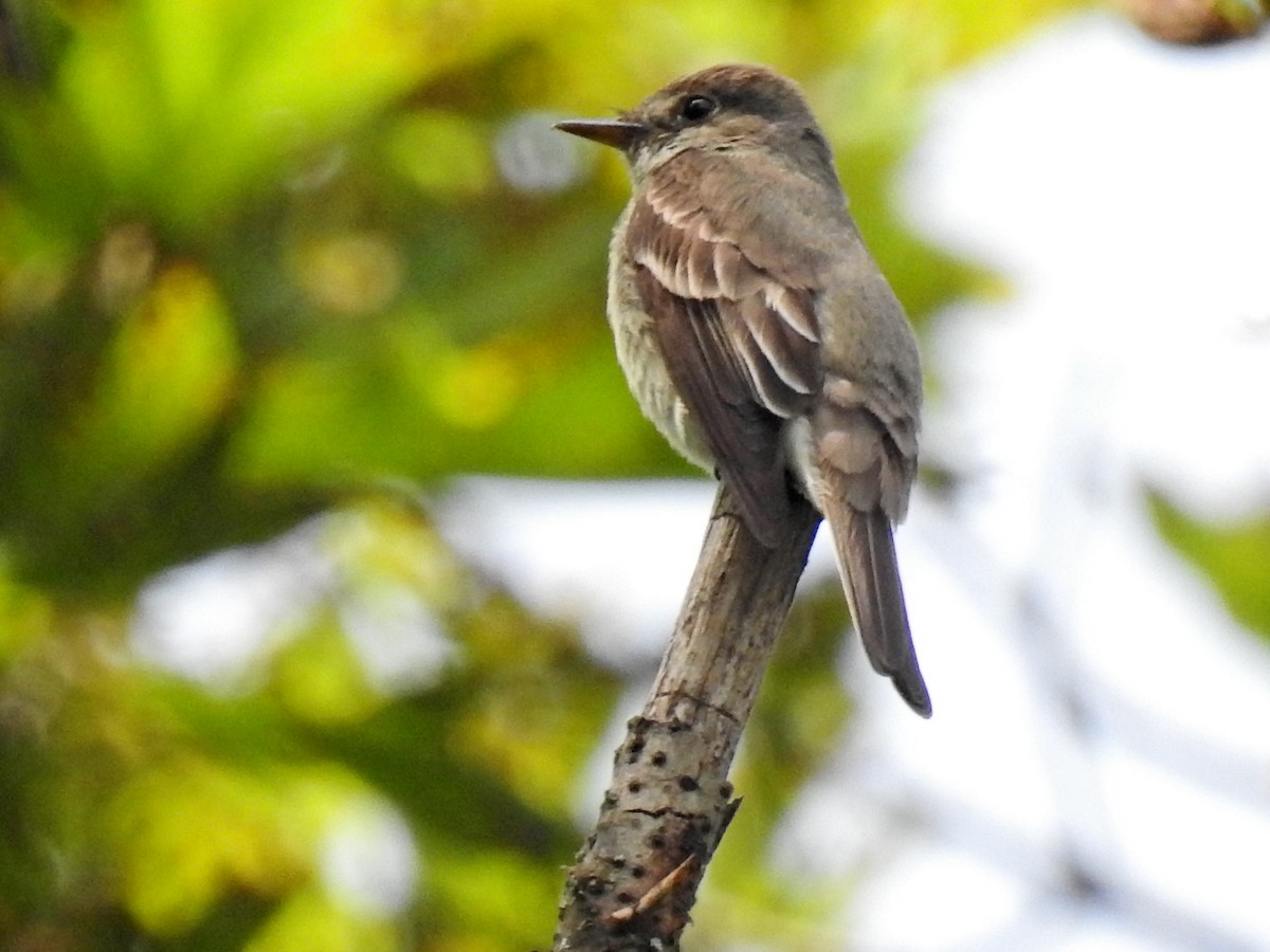 Eastern Wood-Pewee - ML621099680