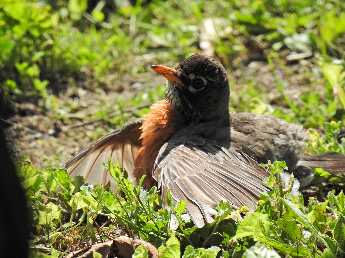 American Robin - Sean HH