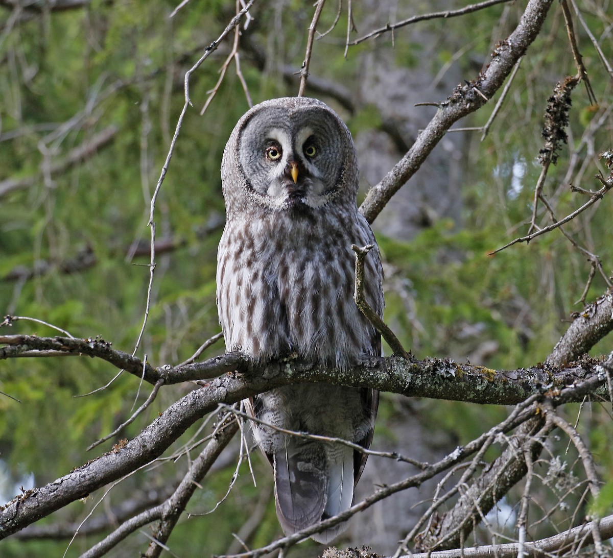 Great Gray Owl (Lapland) - ML621099686