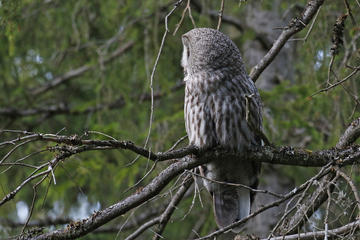 Great Gray Owl (Lapland) - ML621099687