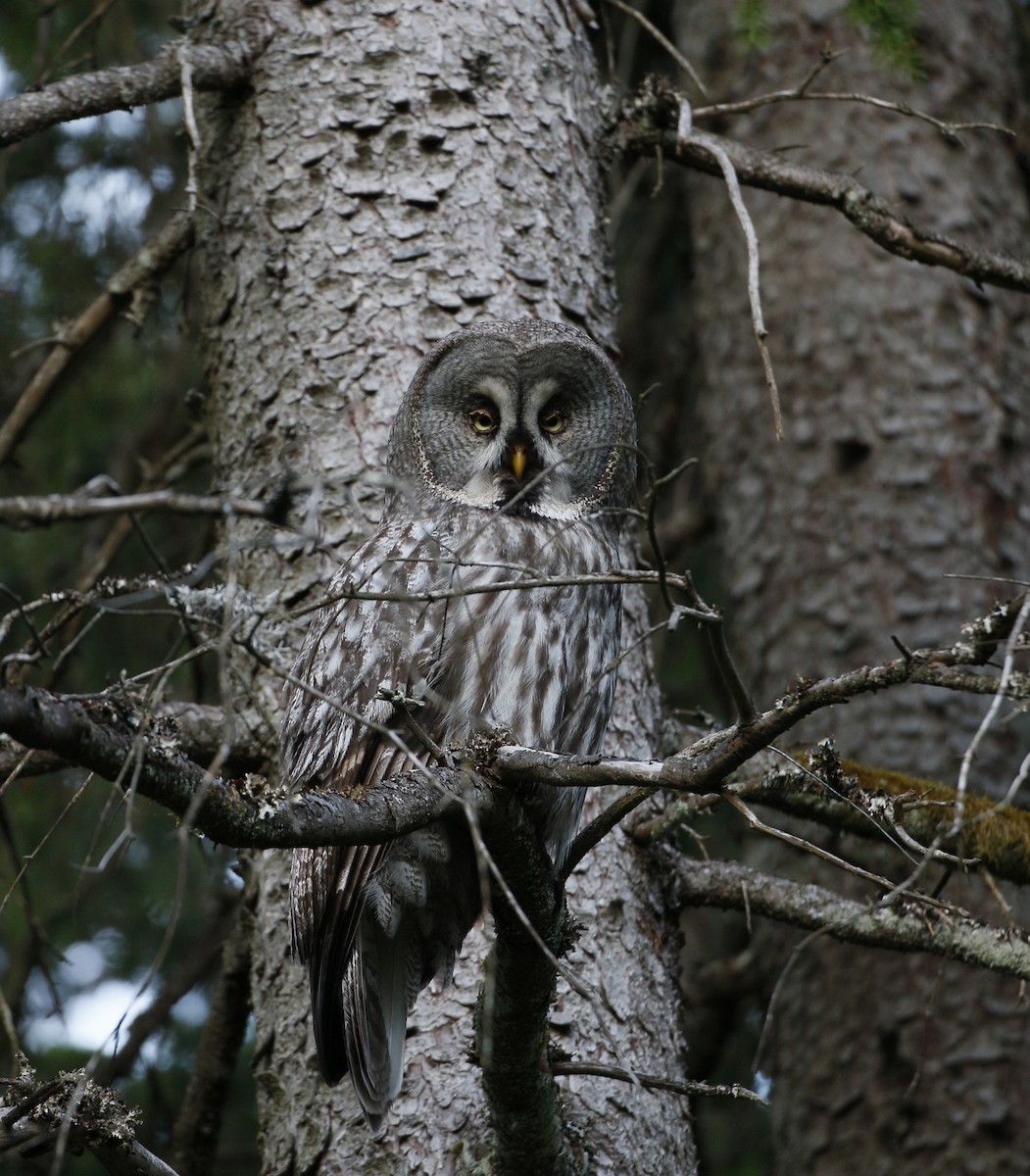 Great Gray Owl (Lapland) - ML621099688