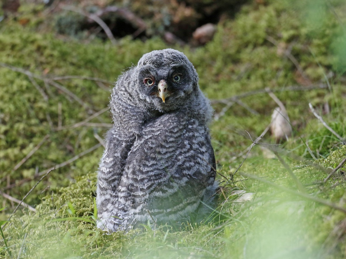 Great Gray Owl (Lapland) - ML621099689