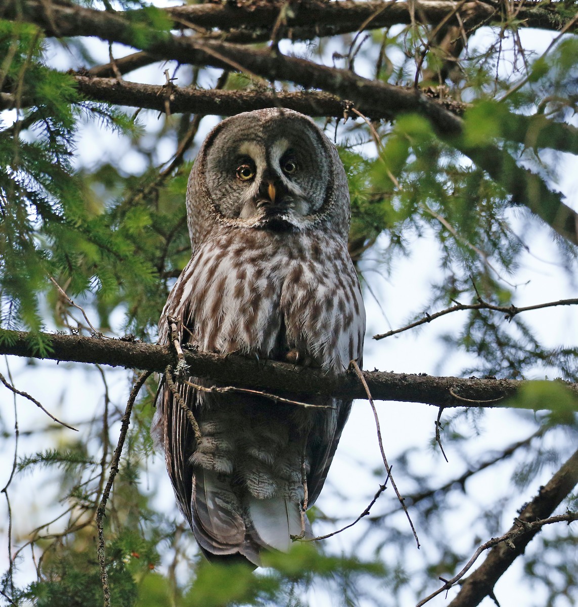 Great Gray Owl (Lapland) - ML621099690