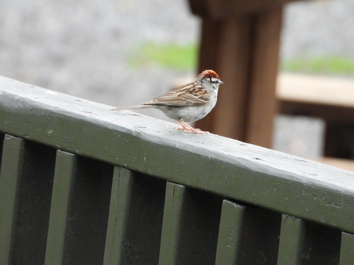 Chipping Sparrow - ML621099725