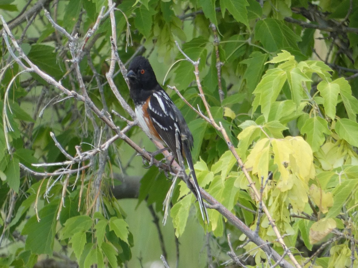 Spotted Towhee - ML621099728