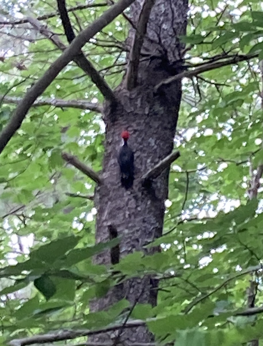 Pileated Woodpecker - ML621099771