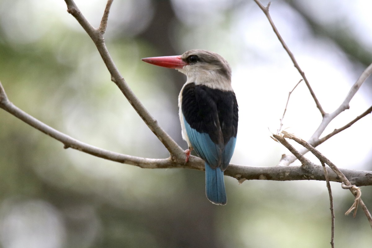 Brown-hooded Kingfisher - ML621099773