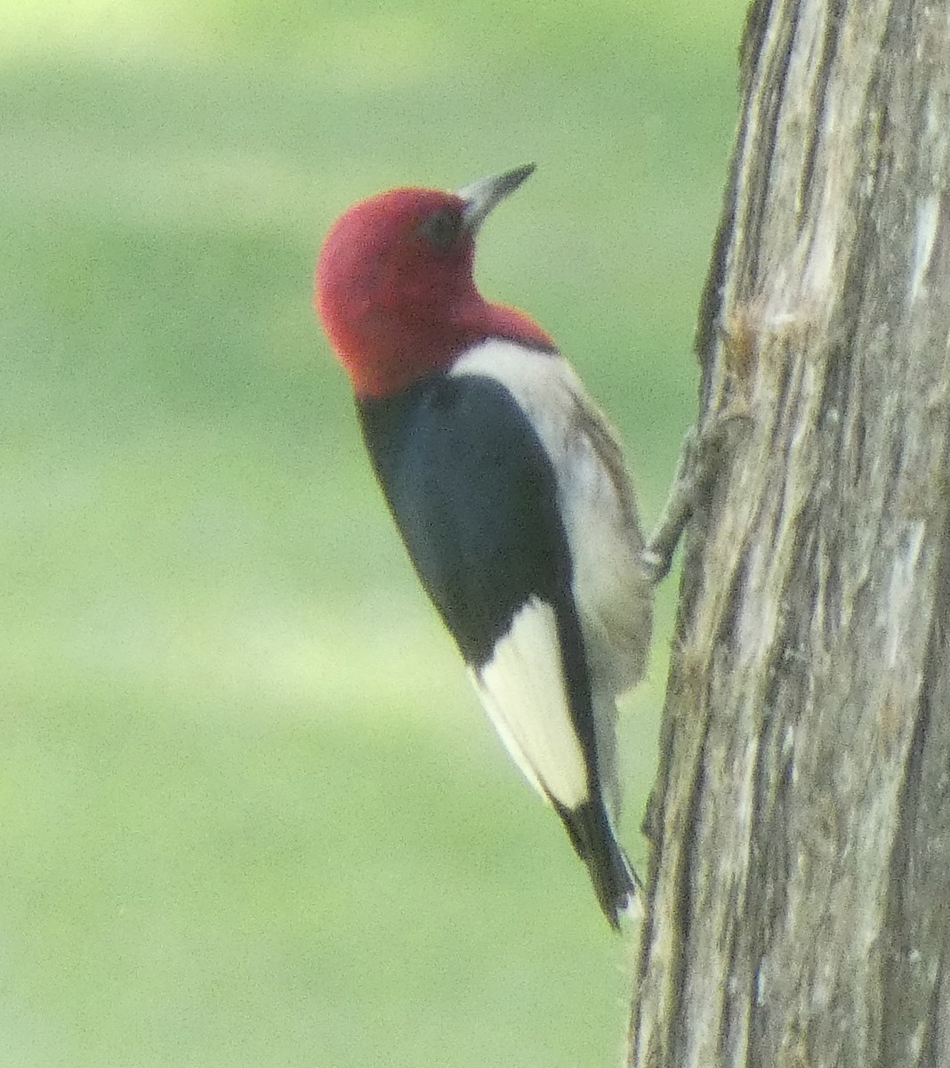 Red-headed Woodpecker - ML621099775