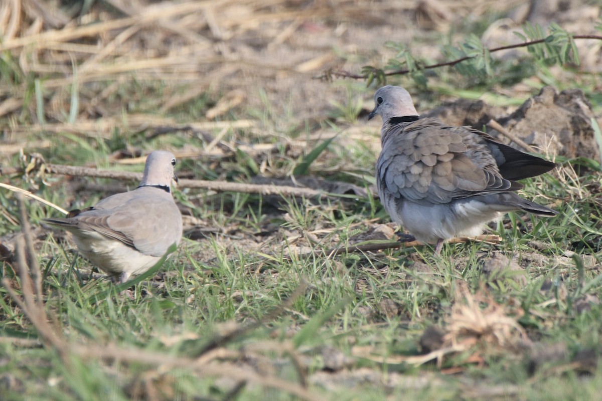 Ring-necked Dove - Andrew E and Rebecca A Steinmann