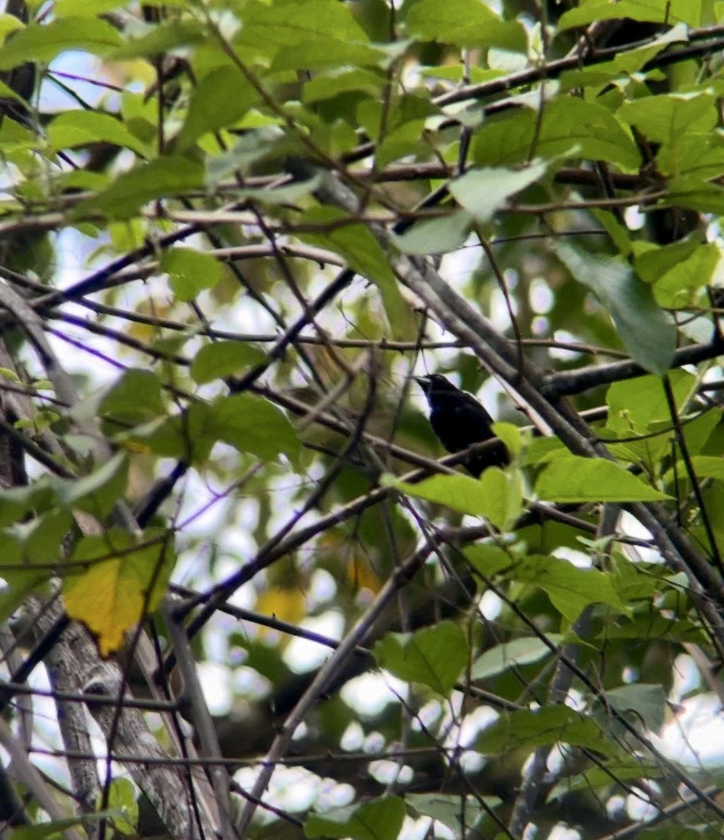 White-shouldered Tanager - ML621099813