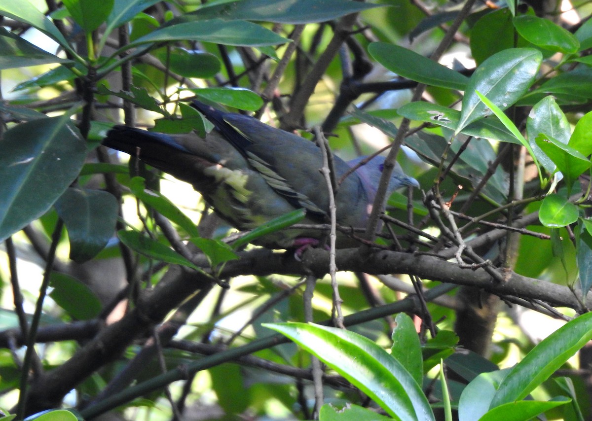 Pink-necked Green-Pigeon - YM Liew