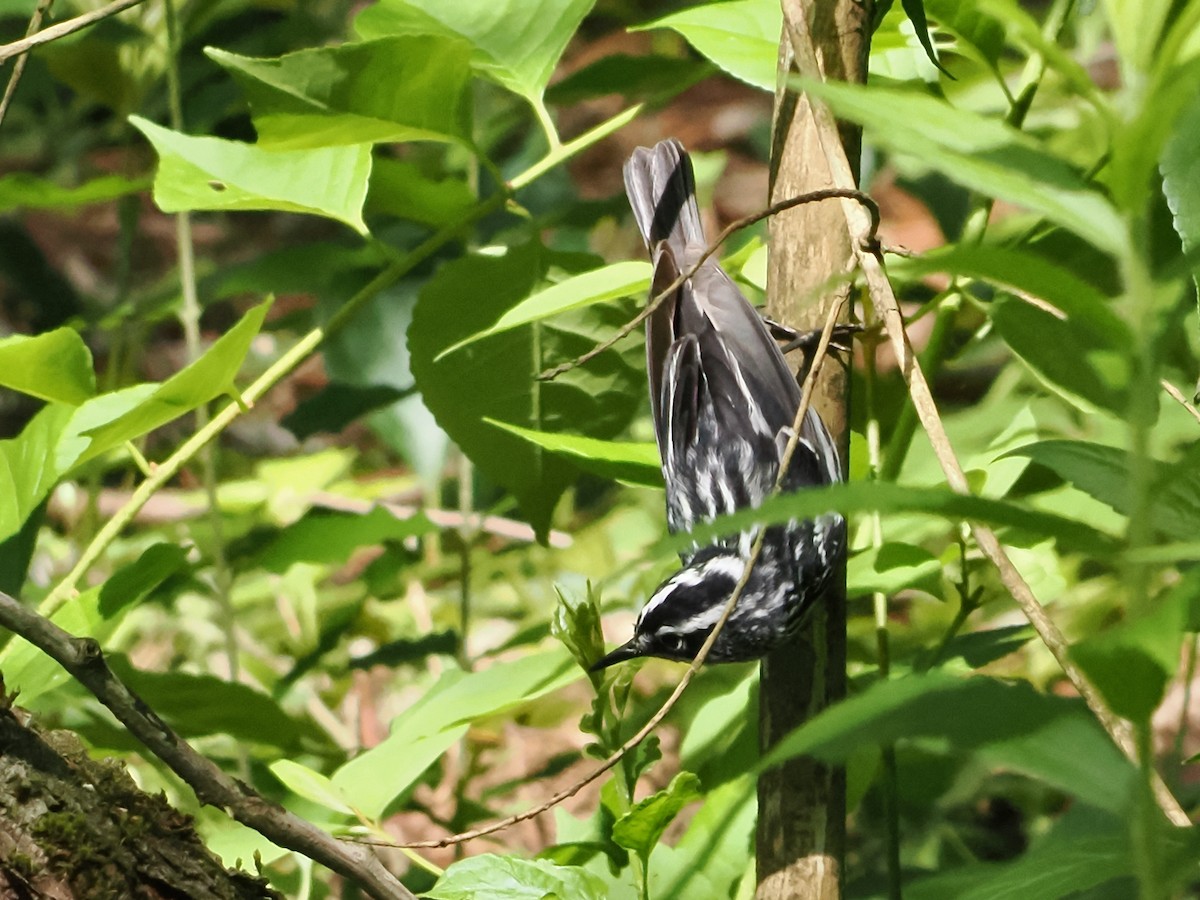 Black-and-white Warbler - ML621099902