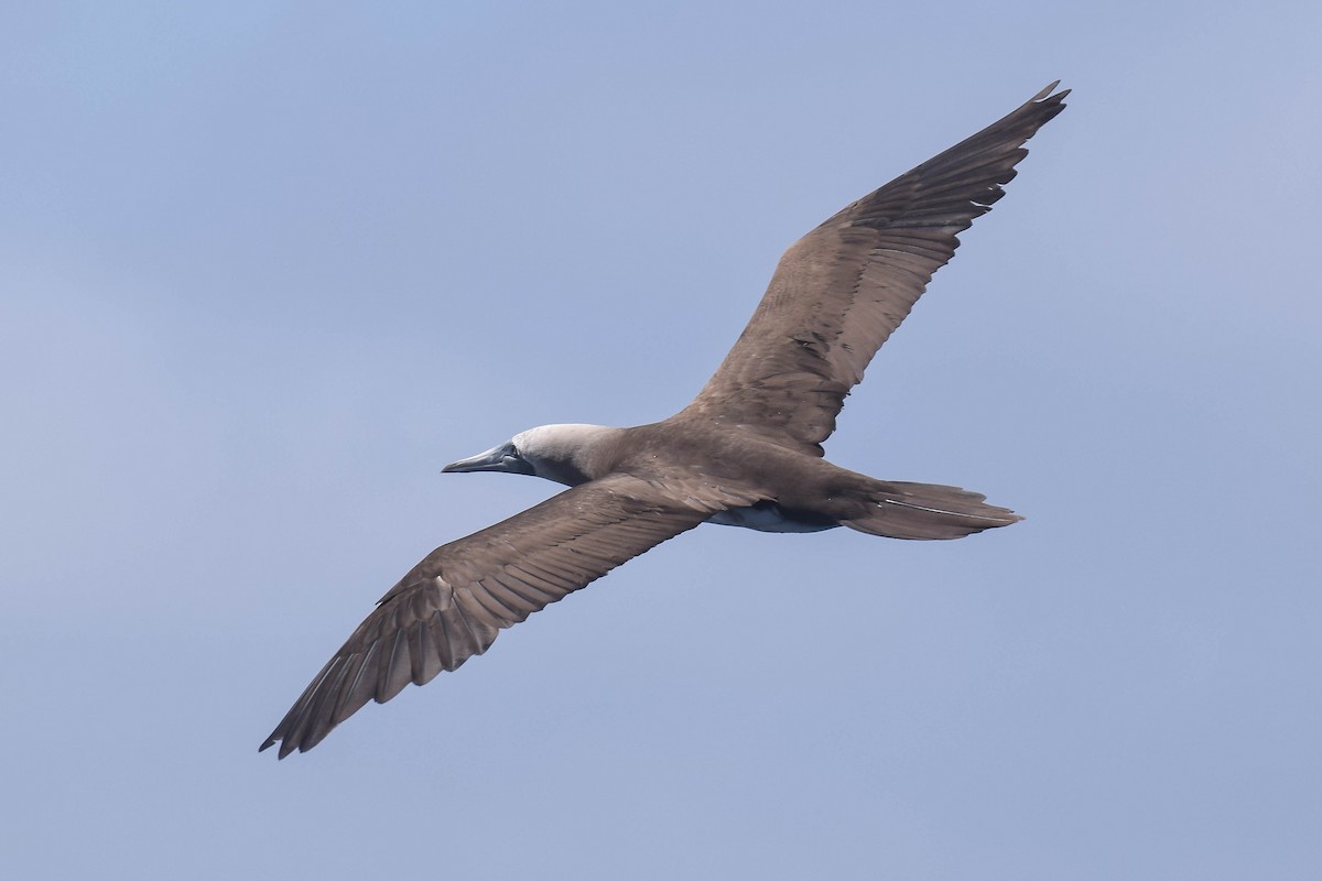 Brown Booby (Brewster's) - ML621099913