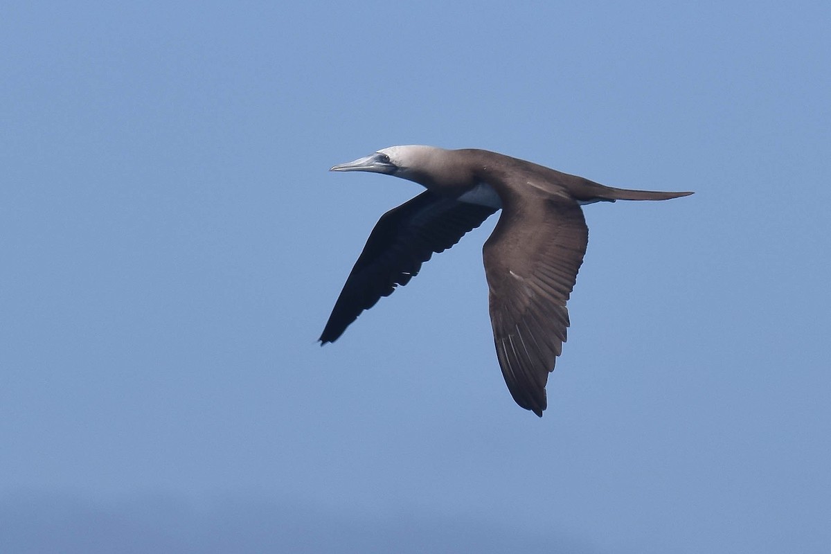 Brown Booby (Brewster's) - ML621099914