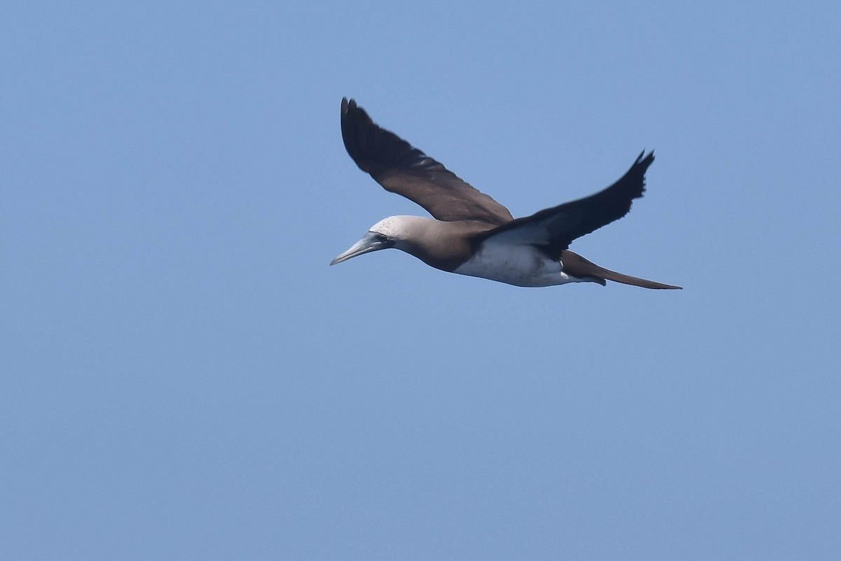 Brown Booby (Brewster's) - ML621099915