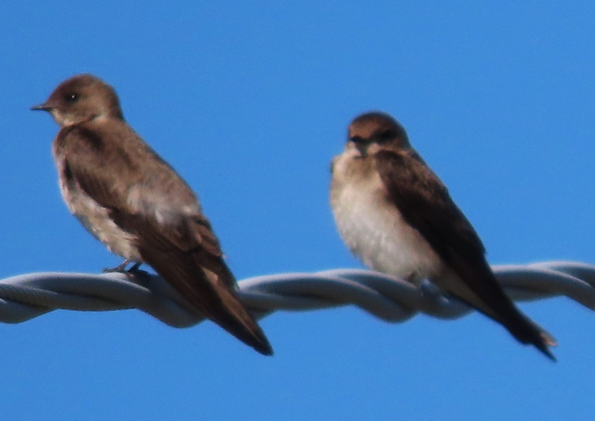 Northern Rough-winged Swallow - ML621099962