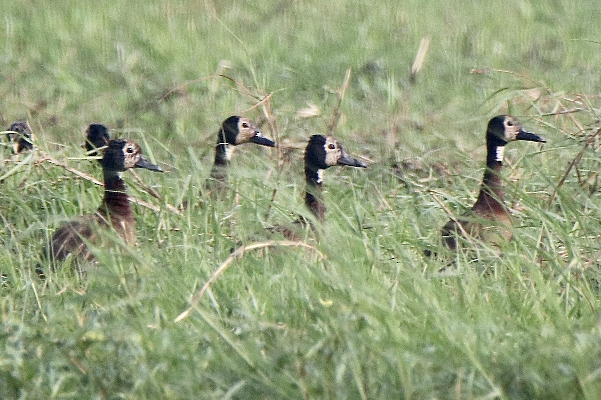 White-faced Whistling-Duck - Andrew E and Rebecca A Steinmann