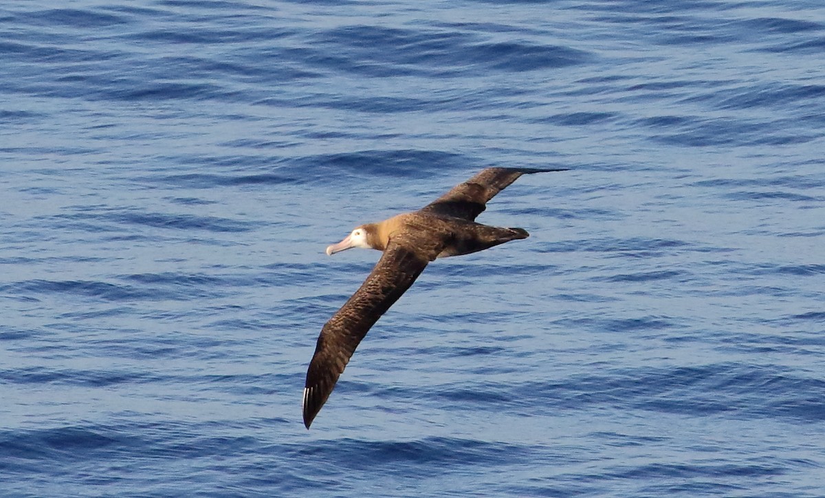 Albatros de Tristan da Cunha - ML621099974