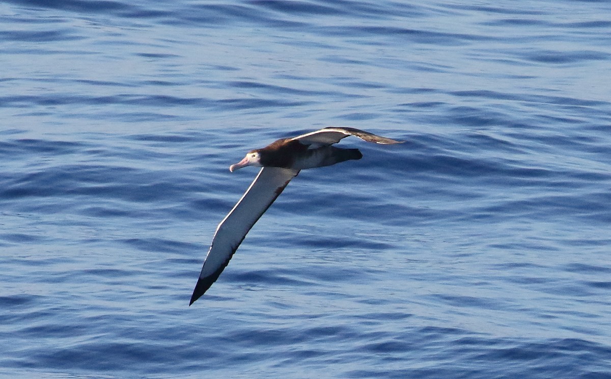 Albatros de Tristan da Cunha - ML621099975