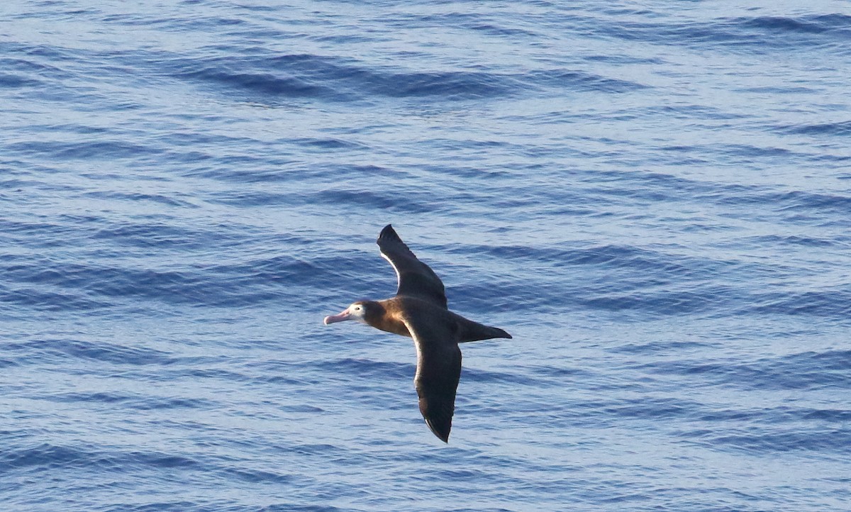 Albatros de Tristan da Cunha - ML621099976