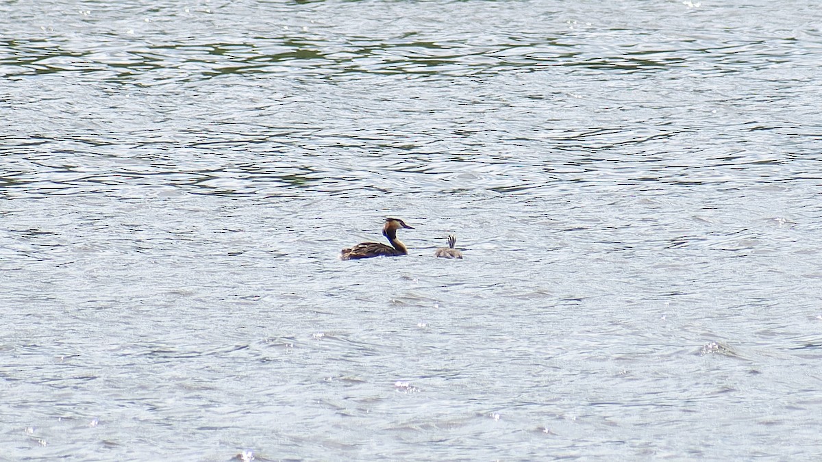 Great Crested Grebe - ML621099977