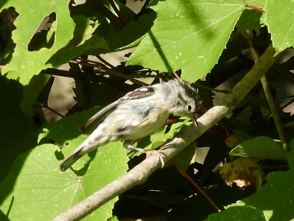 Black-and-white Warbler - ML621099993
