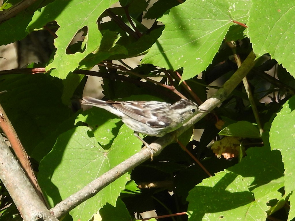 Black-and-white Warbler - ML621099994