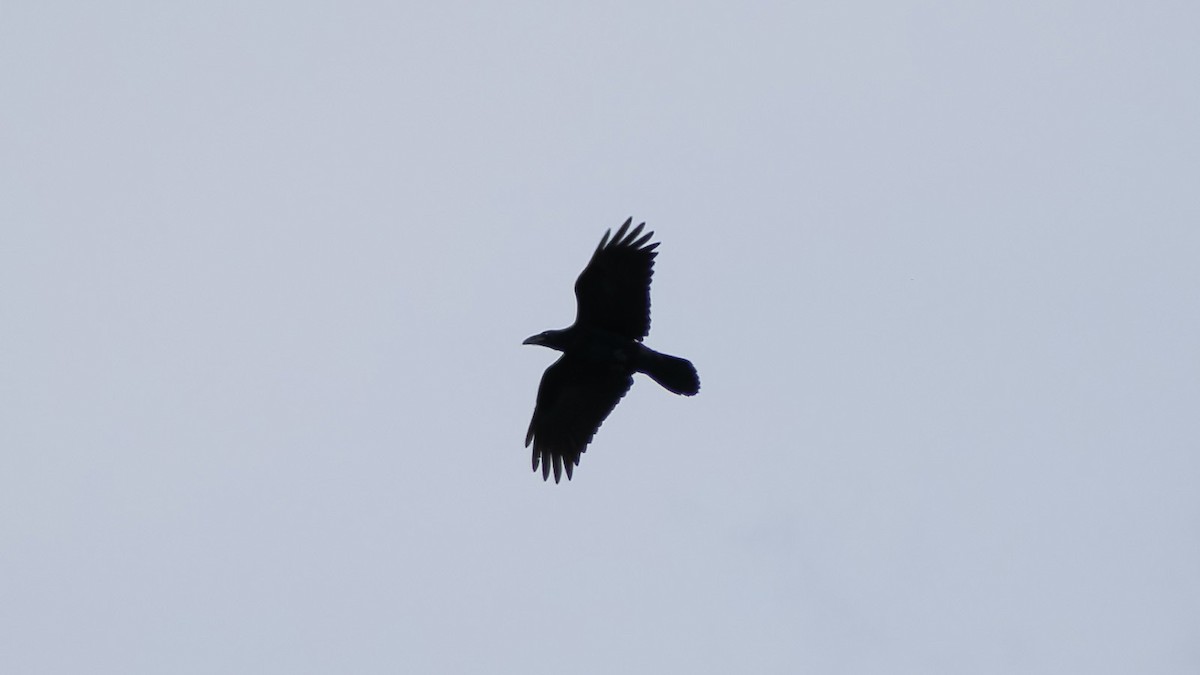 Common Raven - ML621100026