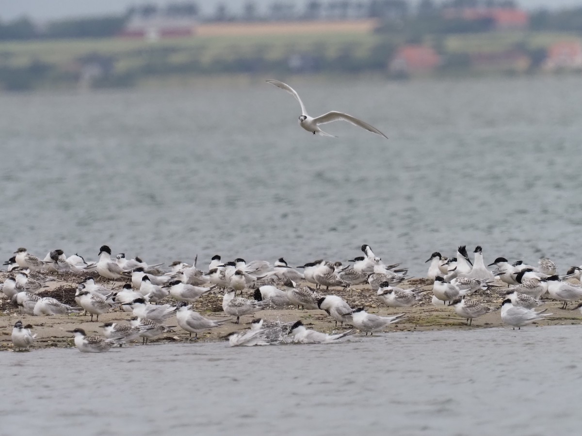 Sandwich Tern - Michael Lemcke