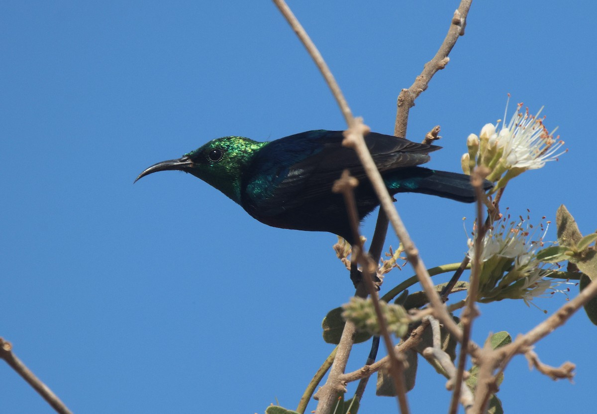 Purple-banded Sunbird - Frank Willems - Birding Zambia