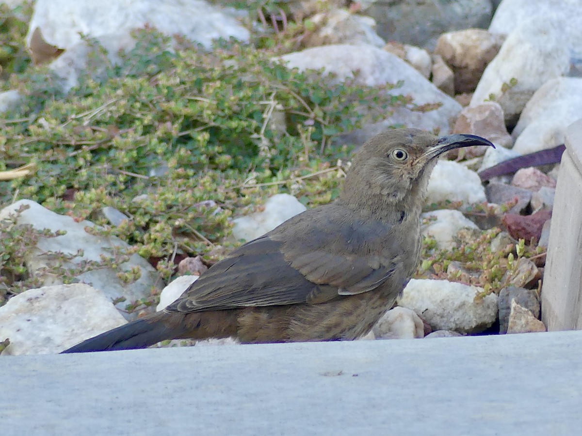 Curve-billed Thrasher - ML621100135