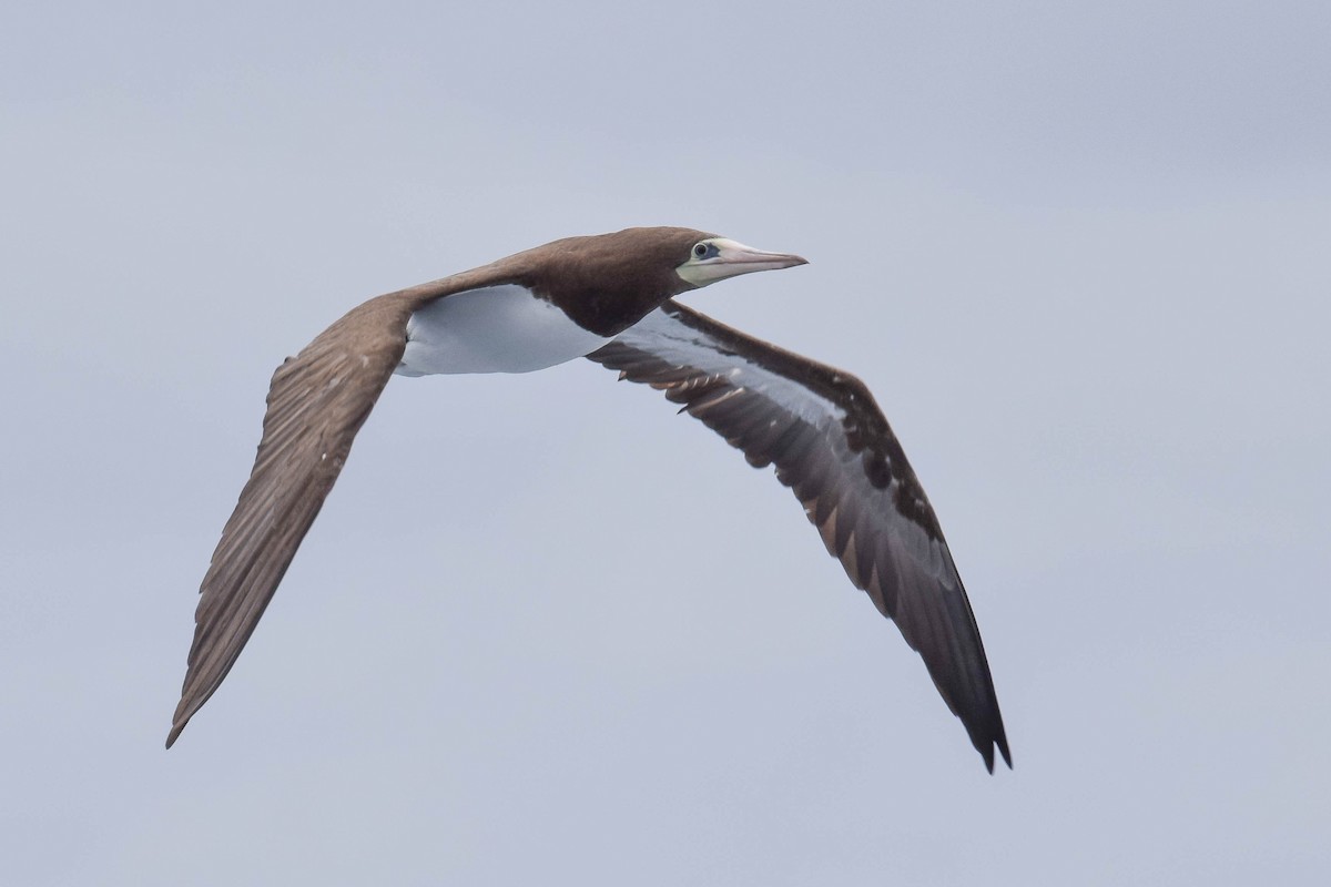 Brown Booby (Brewster's) - ML621100136