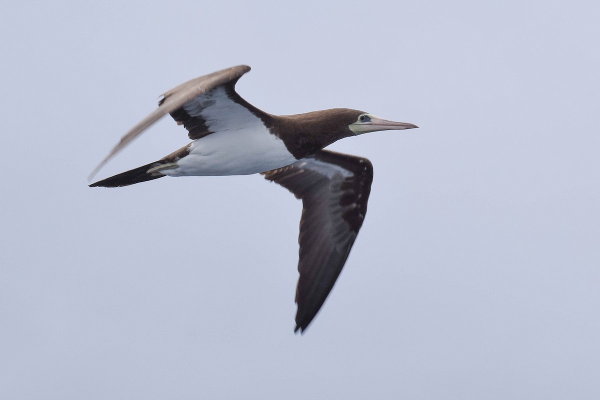 Brown Booby (Brewster's) - ML621100138