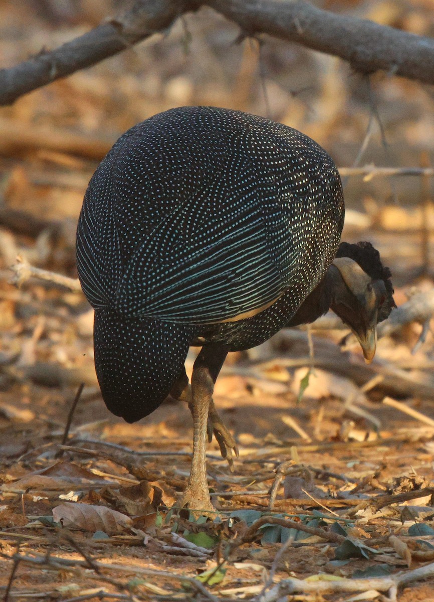 Southern Crested Guineafowl - ML621100168