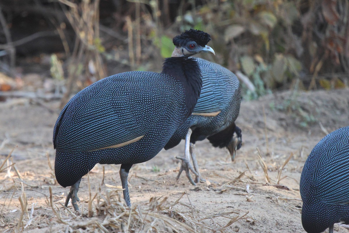 Southern Crested Guineafowl - ML621100169
