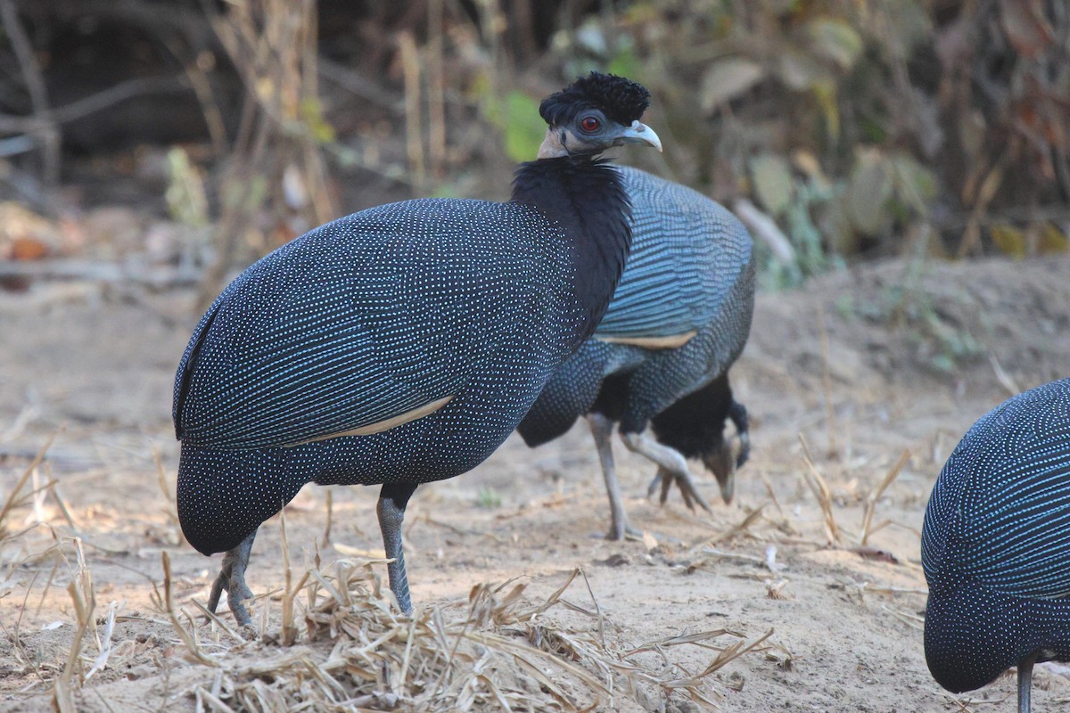 Southern Crested Guineafowl - ML621100170