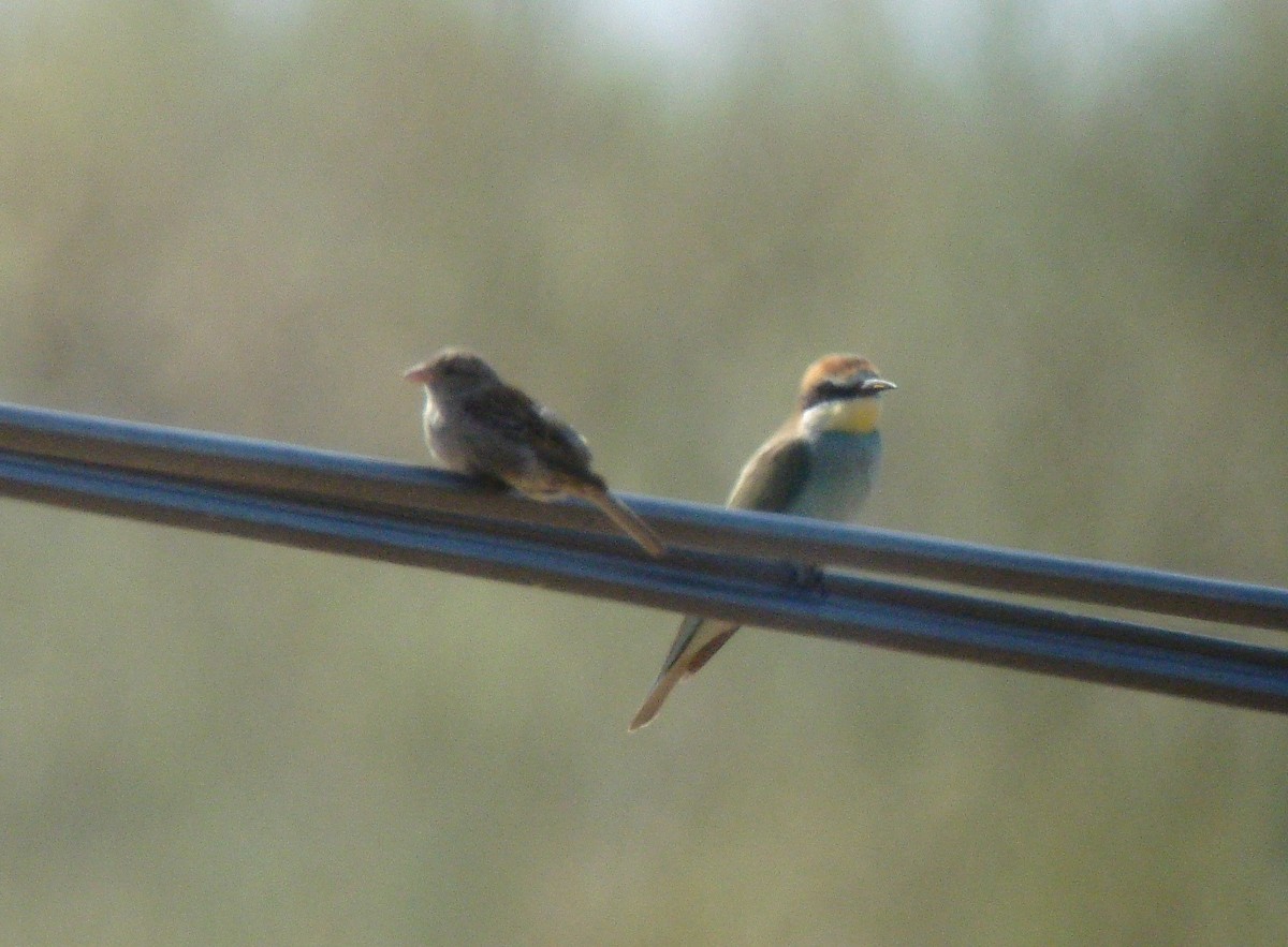 European Bee-eater - ML621100219