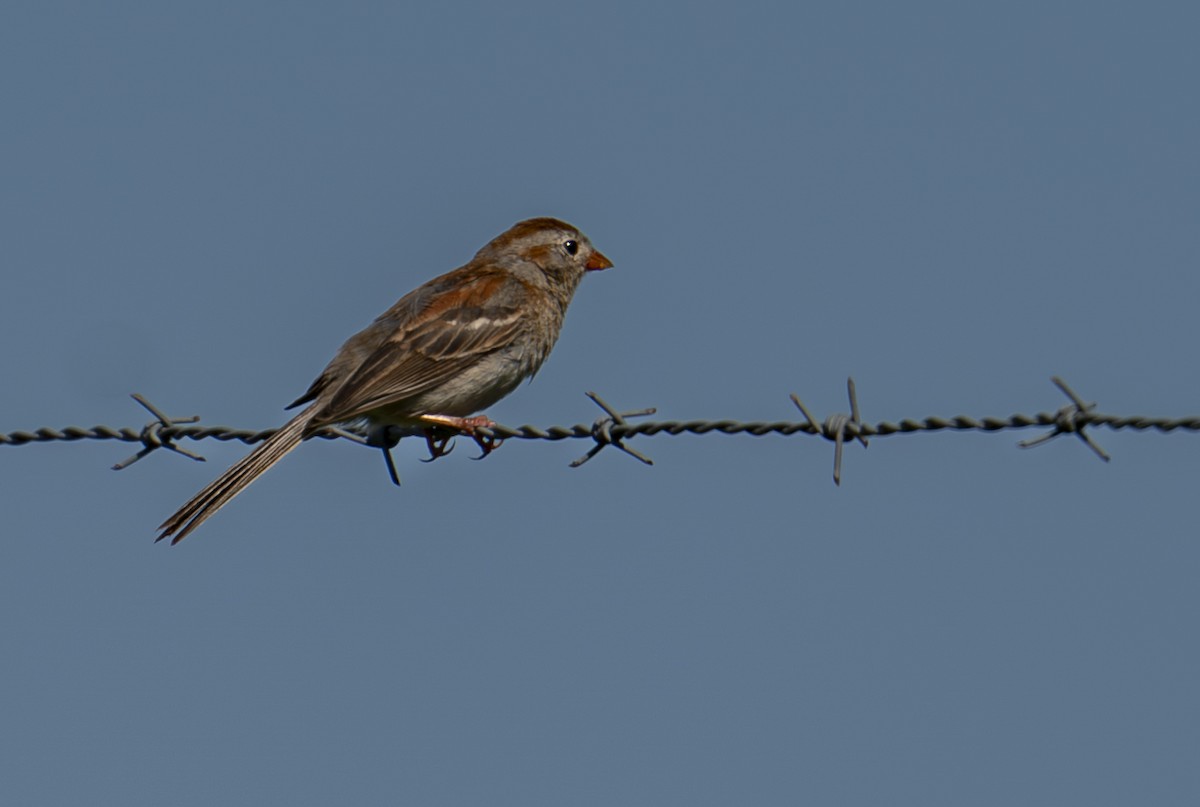 Field Sparrow - ML621100222