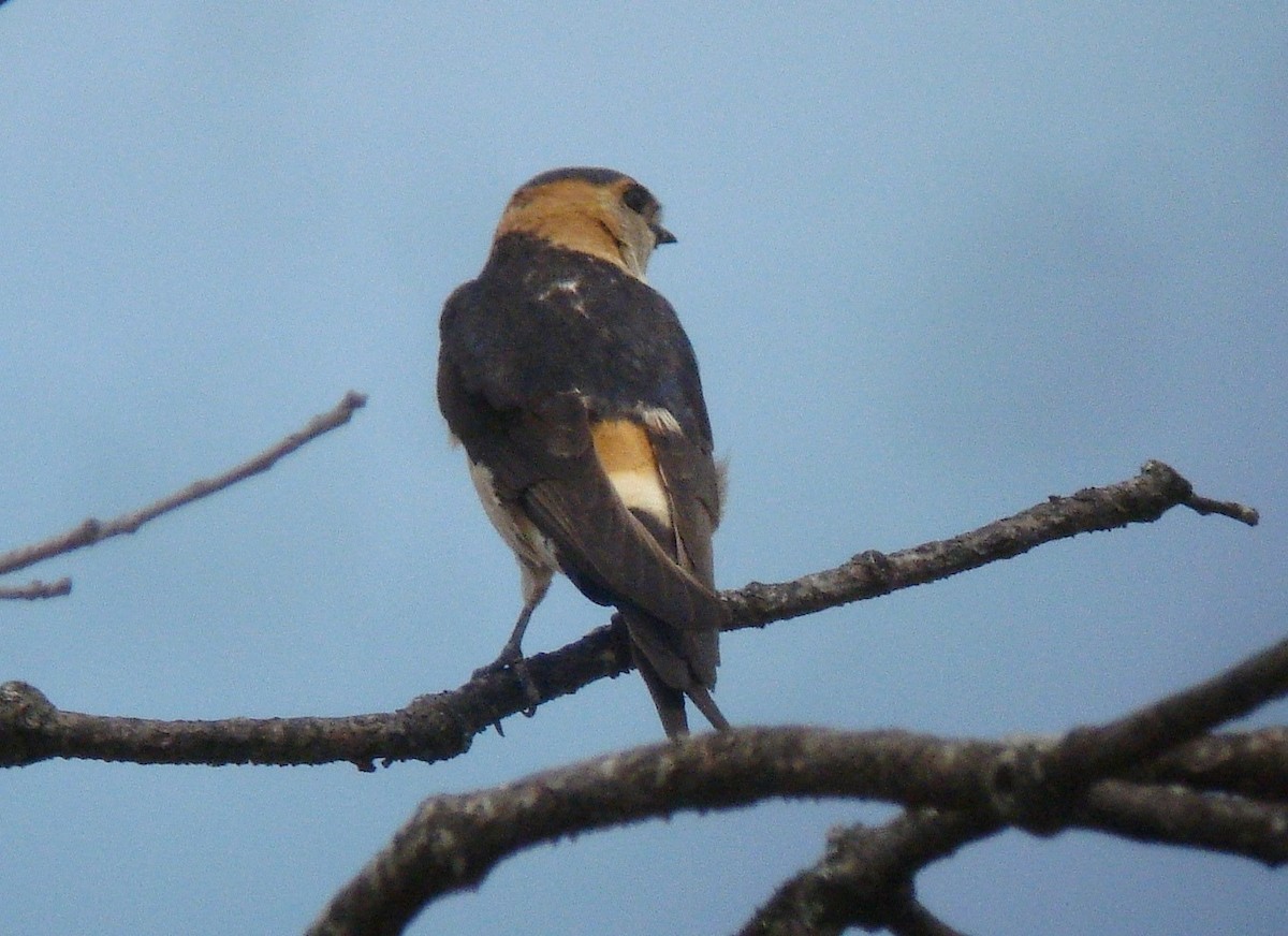 Red-rumped Swallow - ML621100227