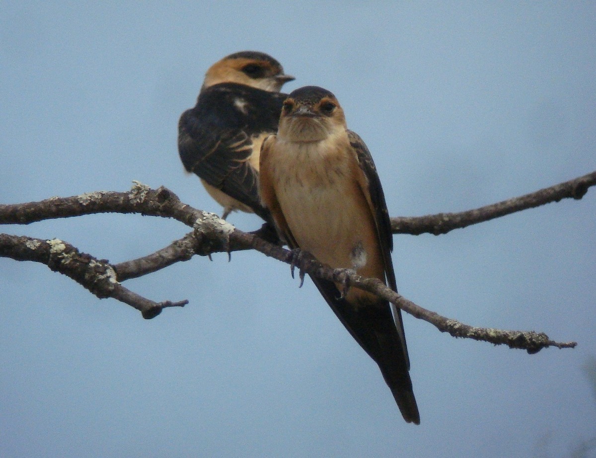 Red-rumped Swallow - ML621100229