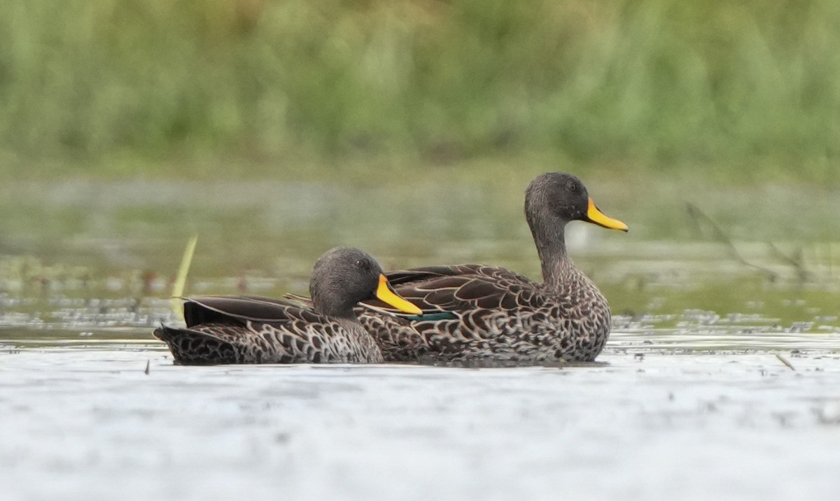 Yellow-billed Duck - ML621100279