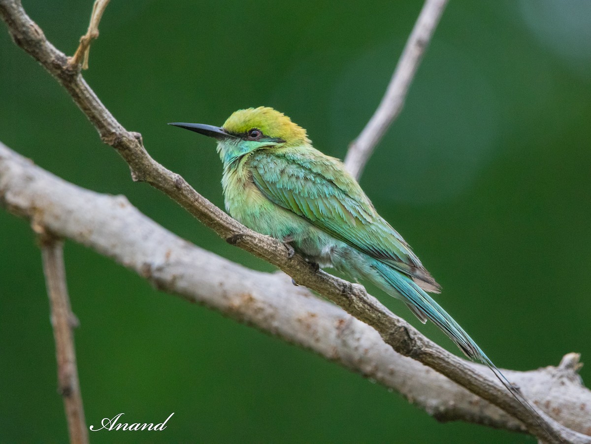 Blue-tailed Bee-eater - ML621100289