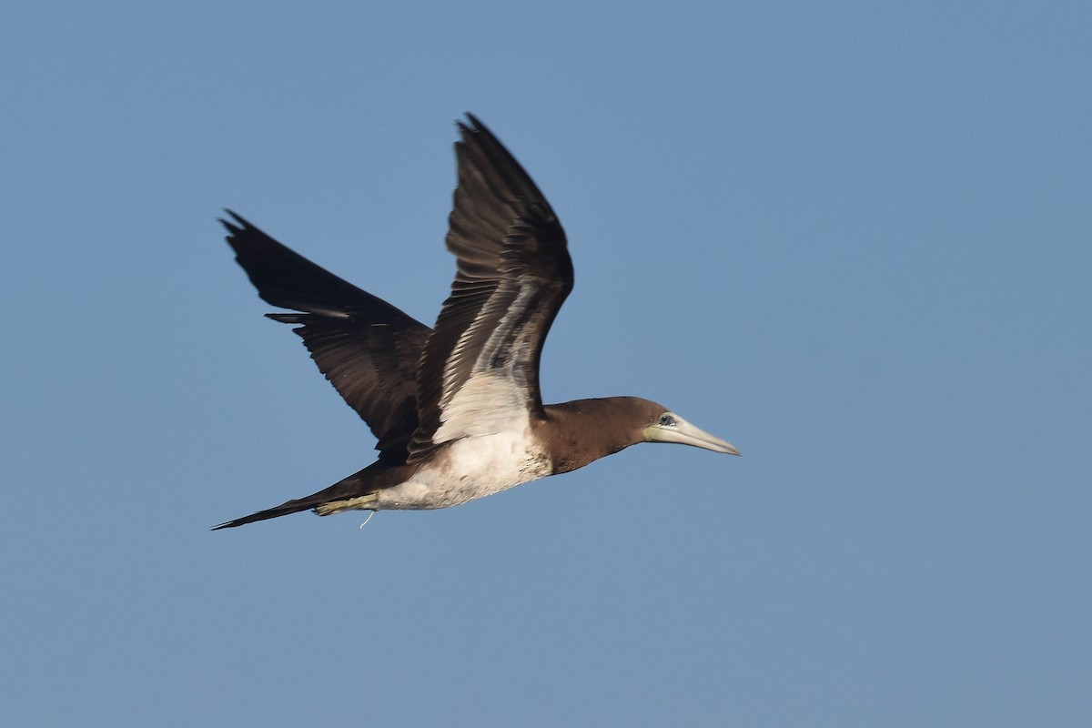 Brown Booby (Brewster's) - ML621100298