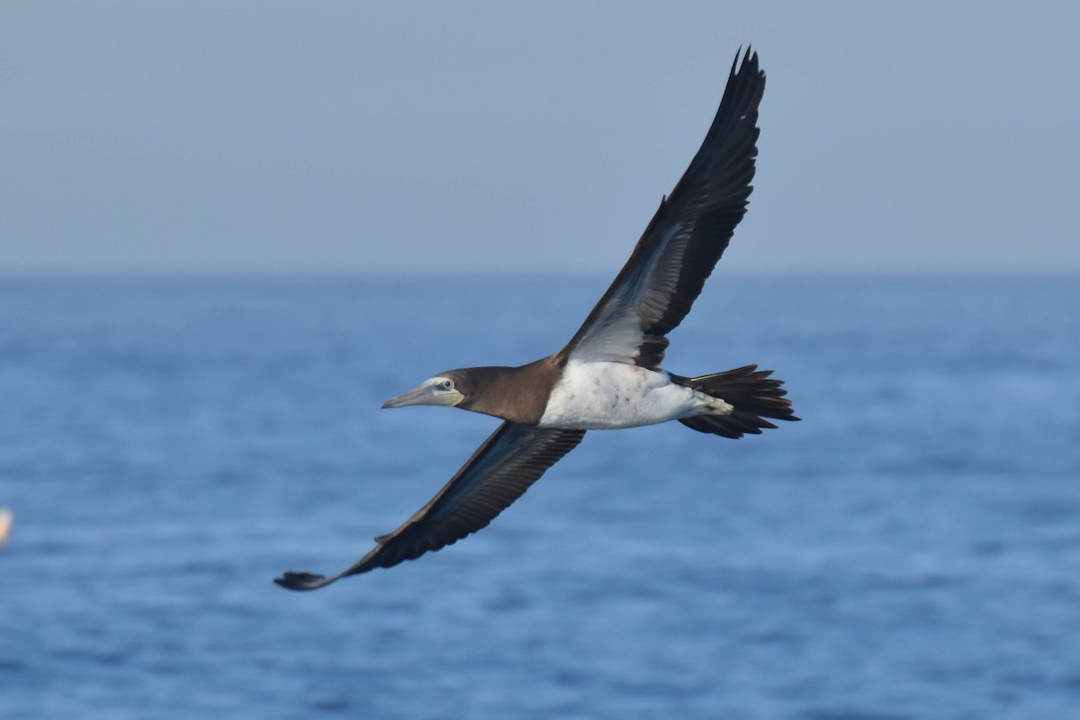Brown Booby (Brewster's) - ML621100302