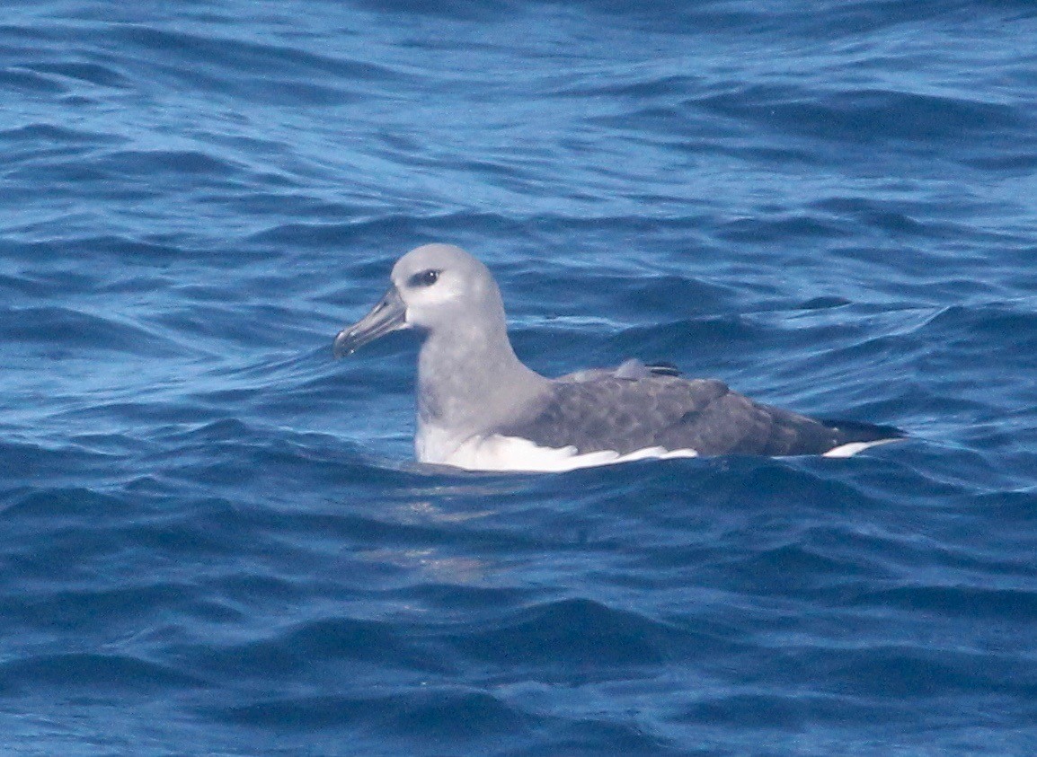 albatros šedohlavý - ML621100303