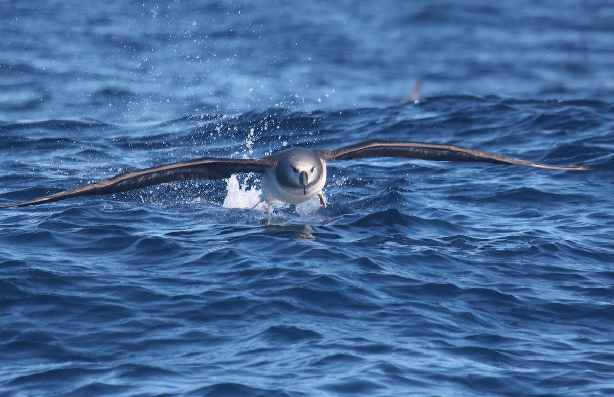 albatros šedohlavý - ML621100305