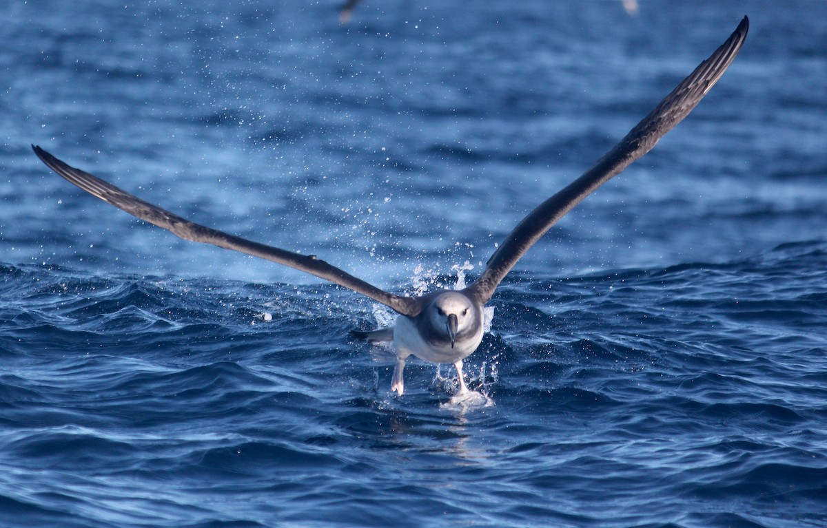 Сероголовый альбатрос - ML621100306